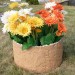 Цветник КАНЬОН купить в Барнауле